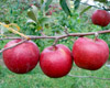 Районовані сорти яблуні на Київщині