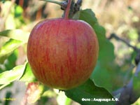 сорт яблок Бребурн