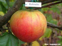 сорт яблок Рубинетте
